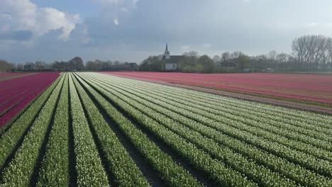 Perfektes-Sonnenlicht-Scheint-Auf-Abstrakten-Linien,-Die-Mit-Bunten-Tulpen-Gefüllt-Sind