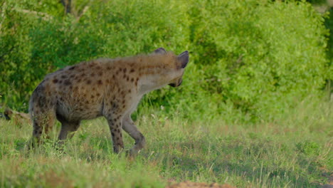 spotted hyena in african savanna
