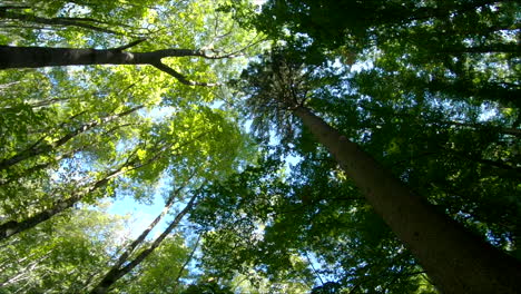 Looking-up-on-a-forest-walk-into-the-tree-tops,-in-summer
