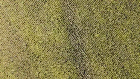 aerial view of cornfield