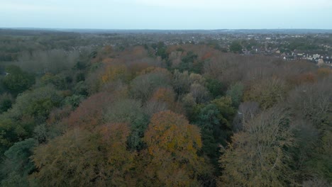 a slow zipline aerial drone shot and slightly descending above the colorful treetops of thetford forest trees, in the district of breckland, county of norfolk, east of england in united kingdom