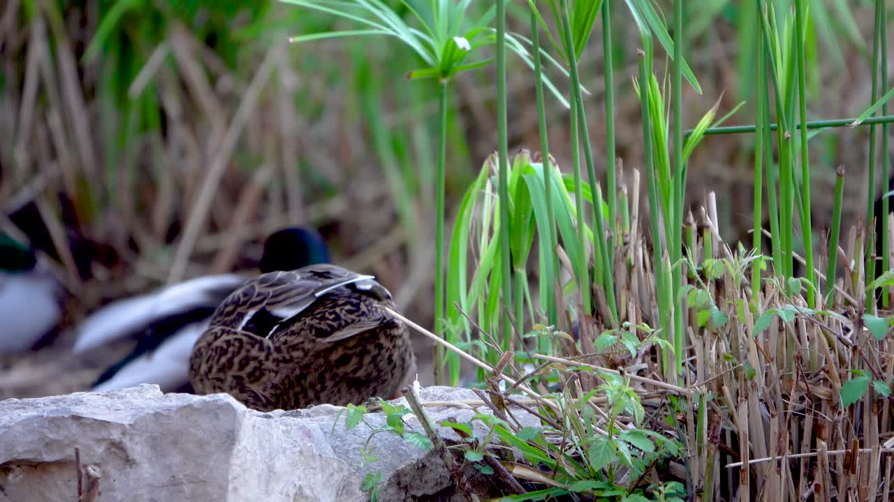 уже стемнело, и утка перевернулась, чтобы лечь спать