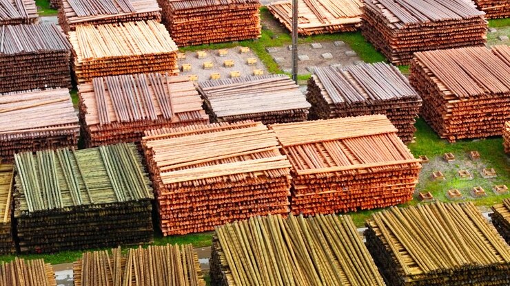 Large timber reserves illustrate renewable forest resources responsible forestry
