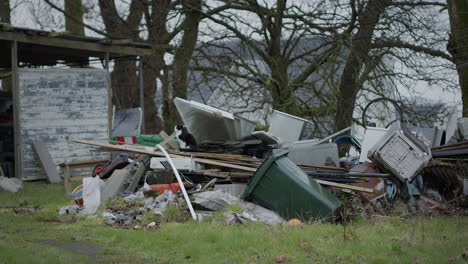 cat on pile of trash, wide shot