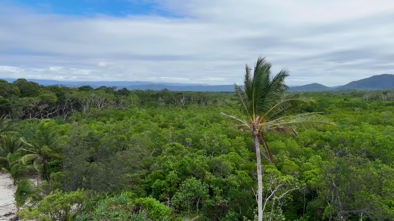 Aerial footage captures dense mangrove canopy transitioning to a sandy beach under overcast skies in Port Douglas, Australia