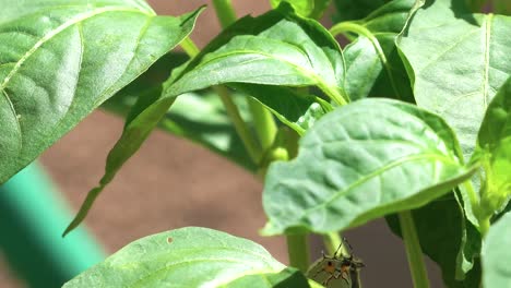 Hairstreak-Schmetterling-Täuscht-Raubtiere-Mit-Einem-Falschen-Kopf-Vor,-Der-Aussieht,-Als-Würden-Sich-Antennen-Reiben,-Wenn-Er-Sich-Bedroht-Fühlt