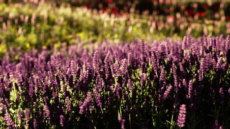 flores en el campo de la montaña durante el amanecer en el tiempo de verano