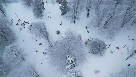 people sledding on snow during winter season at wright park in tacoma, washington, united states