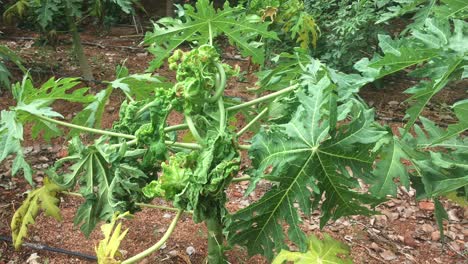 plaga vegetal, insecto mearly en papaya en india