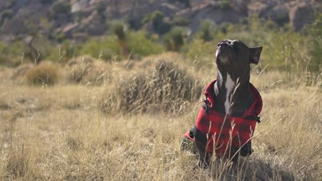 perro negro obediente vestido con cuadros rojos en el desierto olfatea el aire y luego trata de atrapar una golosina arrojada desde fuera del marco