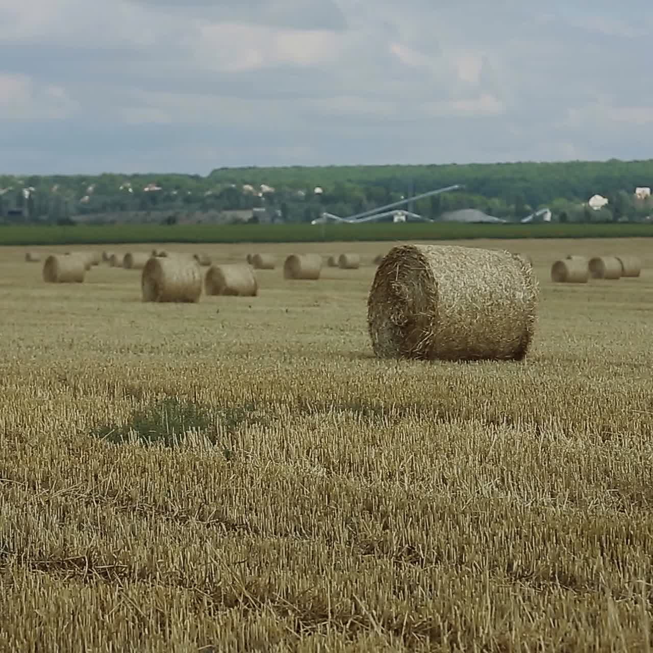 Child Boy In The Field