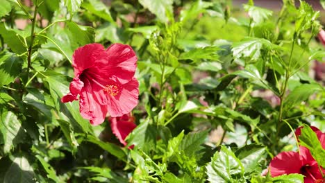 flor de hibisco vibrante en medio de un follaje verde exuberante