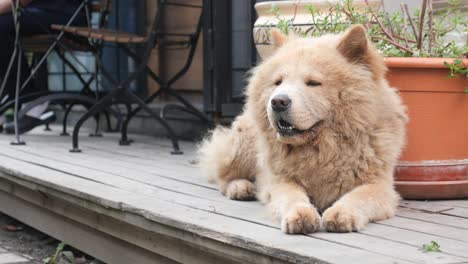 a chow chow dog sitting on a wooden deck