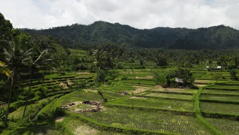 Vista-Cinematográfica-única-De-Drones-Volando-Bajo-A-Través-De-Un-Exuberante-Campo-De-Arroz-Tradicional-En-Funcionamiento-En-Asia