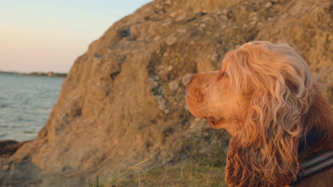 Cocker spaniel in front of a rock looking over the ocean.