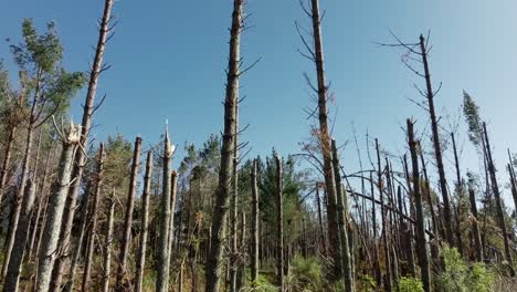 Aerial-view-over-pine-trees-damaged-by-cyclone