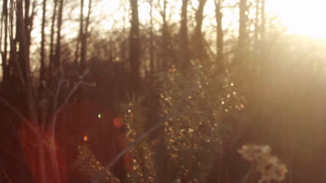 autumn forest in morning. sun rays shine through branches of trees