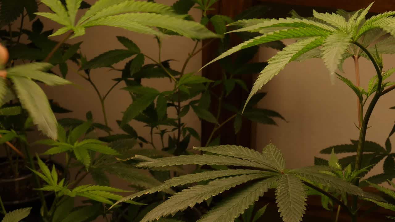 A close up of a room with many Marijuana plants. A hand touches and inspects the leaves of the green cannabis plants.