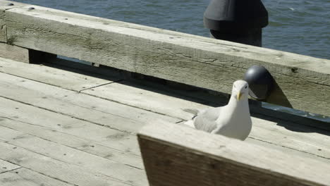 one seagull standing on a plank at a pier, looking around, then jumping off the plank and walking out of the frame, handheld pan