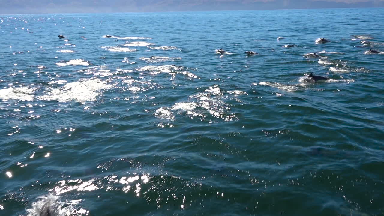 miles de delfines migran en una manada masiva a través del parque nacional de las islas del canal 2