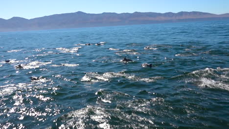 數以千計的海豚在海峡群島國家公園 (channel islands national park) 移動