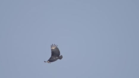 soaring gallinazo bird gliding in sky, calm flight scene with freedom and grace