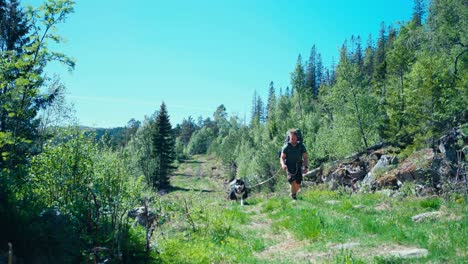 backpacker with adorable alaskan malamute walking on trail through greenery in norway