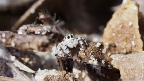 peacock spider. female maratus speciosus. looking around. macro