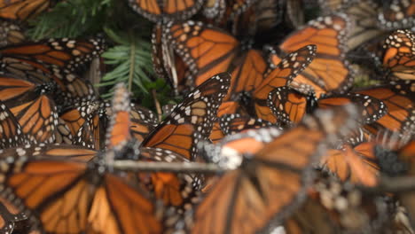 a group of monarch butterflies on the ground all flapping their wings