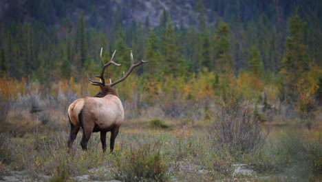 Ein-Einsamer-Elch,-Der-Während-Der-Brunftzeit-Im-Jasper-Nationalpark,-Alberta,-Kanada,-Auf-Dem-Feld-Steht-Und-Brüllt