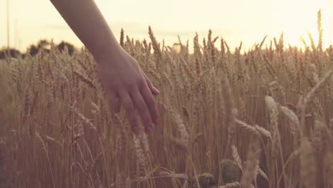 a woman walking through a wheat field at sunset