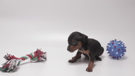 cachorro de pinscher miniatura de color negro de pura raza de pie confundido entre dos juguetes, fondo blanco