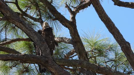 close up of young bald eagle's face while perched looking around