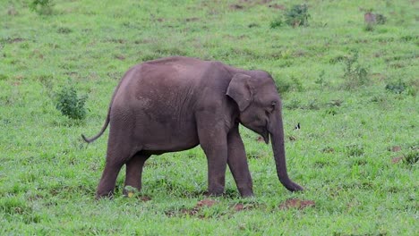 los elefantes asiáticos son especies en peligro de extinción y también son residentes de tailandia