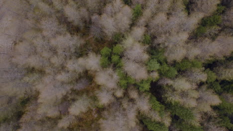 Top-View-Of-Spruce-And-Larch-Trees-In-The-Forest-On-Hillside