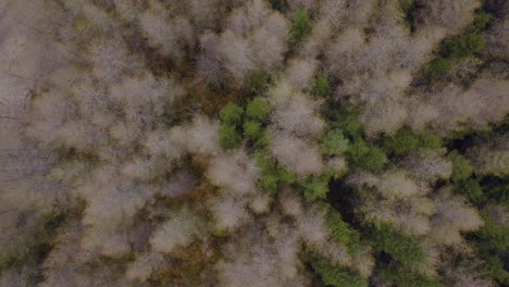 Top View Of Spruce And Larch Trees In The Forest On Hillside