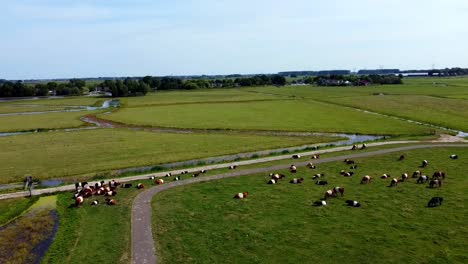 Aerial-shot-of-a-pasture-with-cows