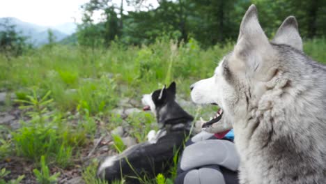 siberian huskies on a rest.close up shot