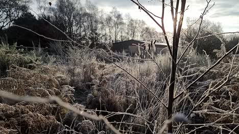 Abgeschiedene-Scheune,-Versteckt-Hinter-Frostbedecktem-Weißem-Farnlaub-Während-Des-Wintersonnenaufgangs