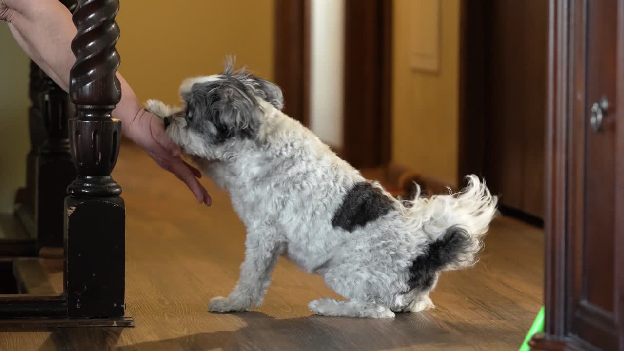 재주를 부리는 개의 중간 샷