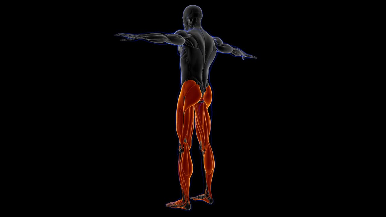 anatomia do músculo da perna para o conceito médico loopable ilustração 3d