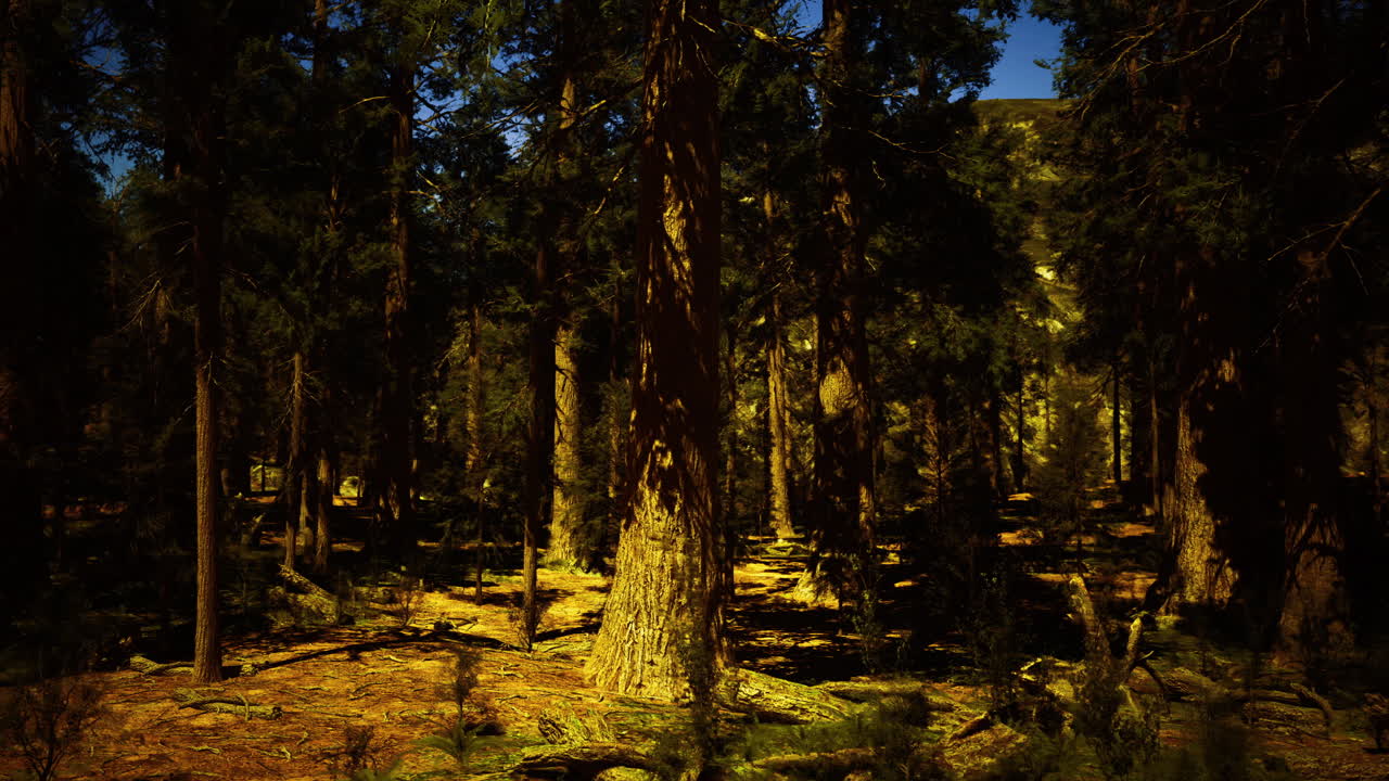 Majestic forest with tall trees and dappled sunlight in the afternoon