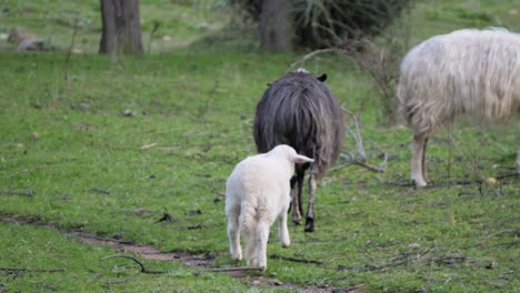 lamb walking away shaking its head in sardinia, italy