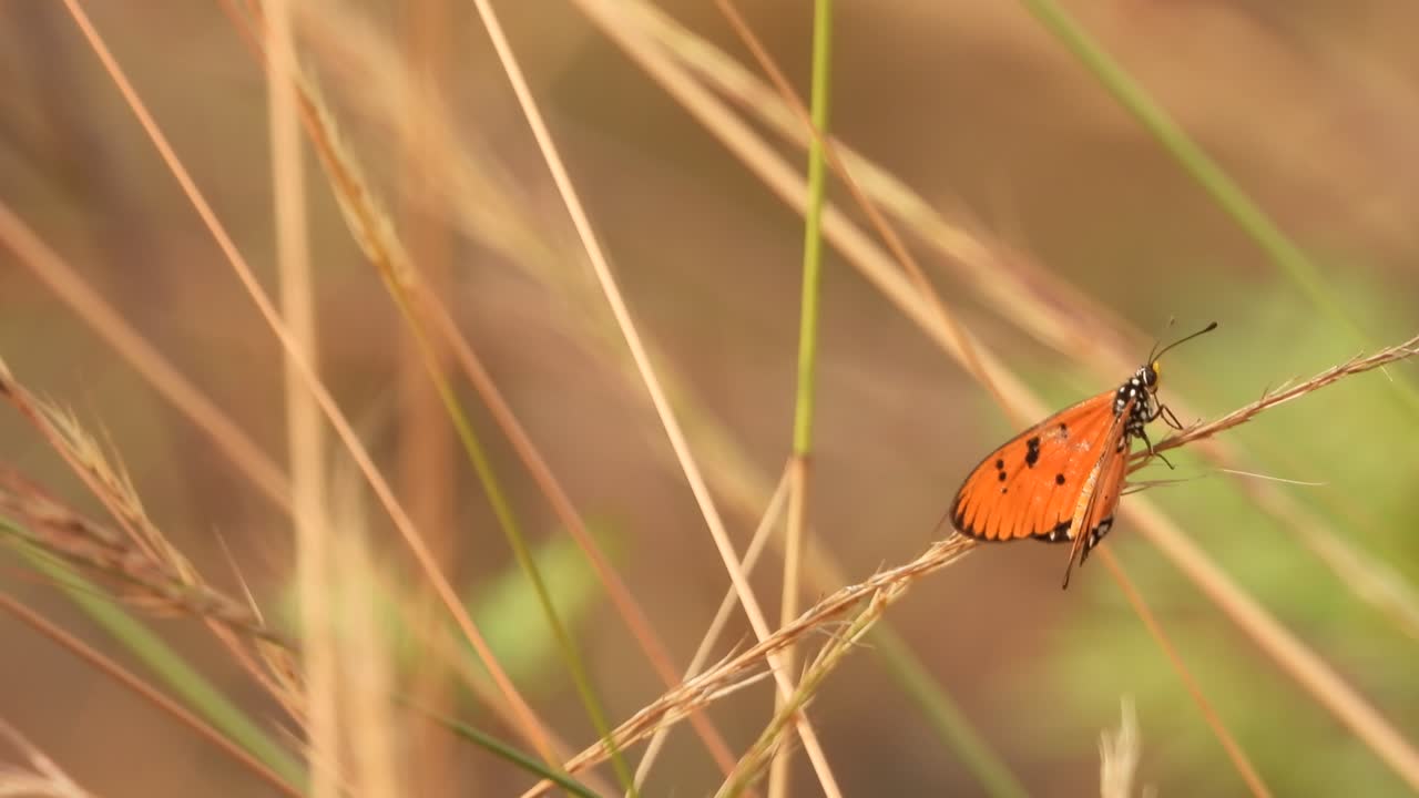 mariposa relajándose en la hierba