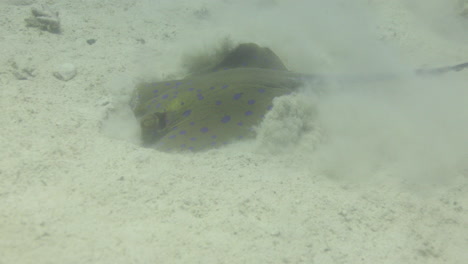 raya azul en el mar rojo al lado del arrecife de coral