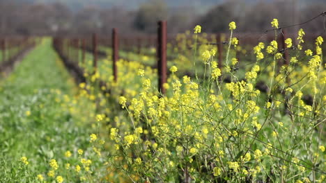green fields of california with yellow wildflowers growing