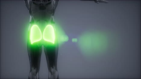 gluteus maximus - animación de la anatomía de los músculos de las piernas