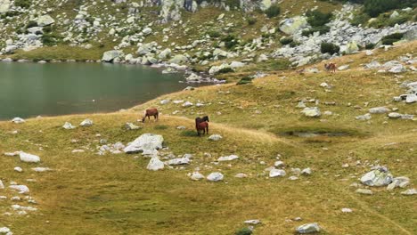 Wild horses grazing in a mountain landscape with vibrant green grass, near a glacial blue lake, aerial fast tracking close up shot
