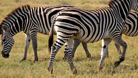 zebras in the african savanna
