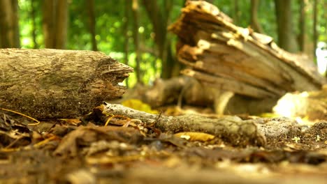 Cutaway-to-wind-blowing-leaves-over-forest-floor,-between-trees-and-branches